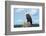 A Bald Eagle Perching on a Dead Tree Scans the Marsh of Bowron Lake-Richard Wright-Framed Photographic Print