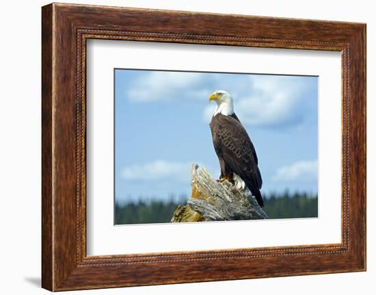 A Bald Eagle Perching on a Dead Tree Scans the Marsh of Bowron Lake-Richard Wright-Framed Photographic Print