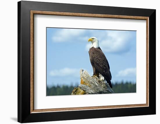 A Bald Eagle Perching on a Dead Tree Scans the Marsh of Bowron Lake-Richard Wright-Framed Photographic Print