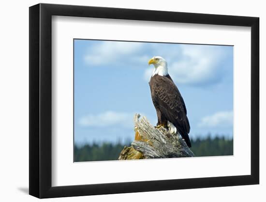 A Bald Eagle Perching on a Dead Tree Scans the Marsh of Bowron Lake-Richard Wright-Framed Photographic Print