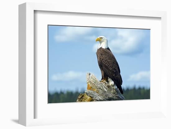 A Bald Eagle Perching on a Dead Tree Scans the Marsh of Bowron Lake-Richard Wright-Framed Photographic Print