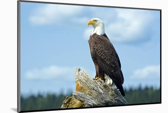 A Bald Eagle Perching on a Dead Tree Scans the Marsh of Bowron Lake-Richard Wright-Mounted Photographic Print