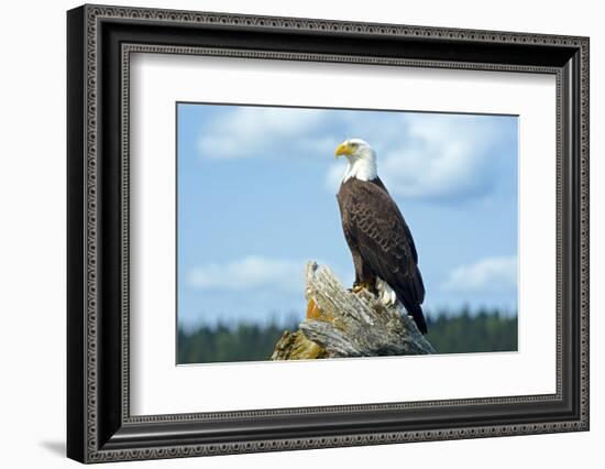 A Bald Eagle Perching on a Dead Tree Scans the Marsh of Bowron Lake-Richard Wright-Framed Photographic Print