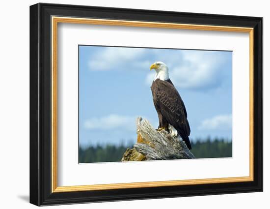 A Bald Eagle Perching on a Dead Tree Scans the Marsh of Bowron Lake-Richard Wright-Framed Photographic Print