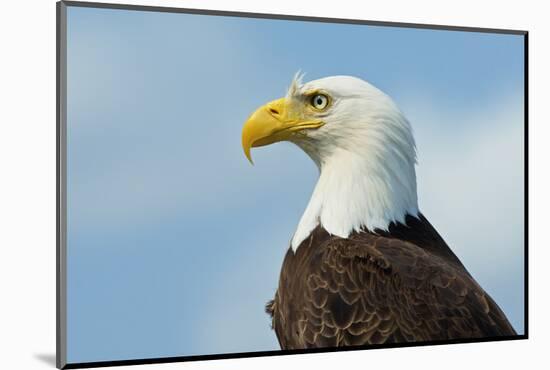 A Bald Eagle Perching on a Dead Tree Scans the Marsh of Bowron Lake-Richard Wright-Mounted Photographic Print