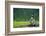 A Bald Eagle Perching on a Dead Tree Scans the Marsh of Bowron Lake-Richard Wright-Framed Photographic Print