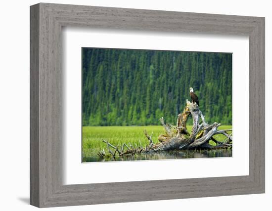 A Bald Eagle Perching on a Dead Tree Scans the Marsh of Bowron Lake-Richard Wright-Framed Photographic Print