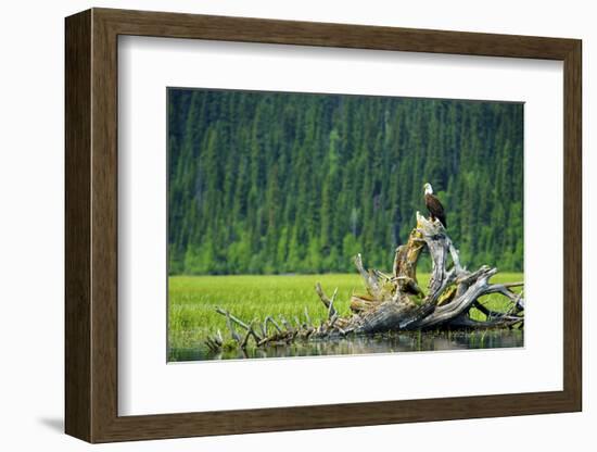 A Bald Eagle Perching on a Dead Tree Scans the Marsh of Bowron Lake-Richard Wright-Framed Photographic Print