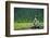 A Bald Eagle Perching on a Dead Tree Scans the Marsh of Bowron Lake-Richard Wright-Framed Photographic Print