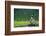 A Bald Eagle Perching on a Dead Tree Scans the Marsh of Bowron Lake-Richard Wright-Framed Photographic Print