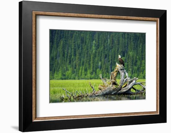 A Bald Eagle Perching on a Dead Tree Scans the Marsh of Bowron Lake-Richard Wright-Framed Photographic Print