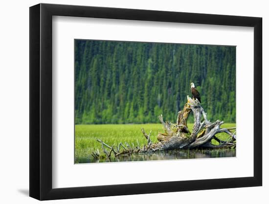 A Bald Eagle Perching on a Dead Tree Scans the Marsh of Bowron Lake-Richard Wright-Framed Photographic Print