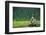 A Bald Eagle Perching on a Dead Tree Scans the Marsh of Bowron Lake-Richard Wright-Framed Photographic Print