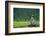 A Bald Eagle Perching on a Dead Tree Scans the Marsh of Bowron Lake-Richard Wright-Framed Photographic Print