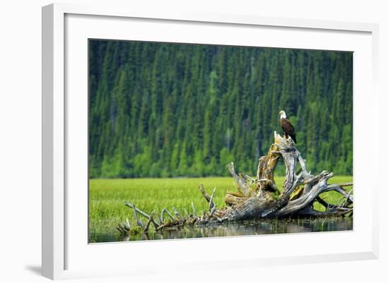 A Bald Eagle Perching on a Dead Tree Scans the Marsh of Bowron Lake-Richard Wright-Framed Photographic Print