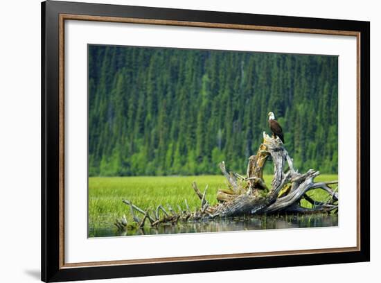 A Bald Eagle Perching on a Dead Tree Scans the Marsh of Bowron Lake-Richard Wright-Framed Photographic Print