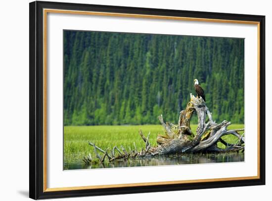 A Bald Eagle Perching on a Dead Tree Scans the Marsh of Bowron Lake-Richard Wright-Framed Photographic Print