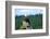 A Bald Eagle Perching on a Dead Tree Scans the Marsh of Bowron Lake-Richard Wright-Framed Photographic Print