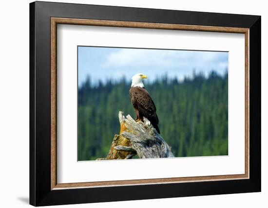 A Bald Eagle Perching on a Dead Tree Scans the Marsh of Bowron Lake-Richard Wright-Framed Photographic Print