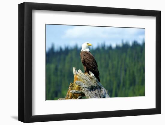 A Bald Eagle Perching on a Dead Tree Scans the Marsh of Bowron Lake-Richard Wright-Framed Photographic Print