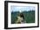 A Bald Eagle Perching on a Dead Tree Scans the Marsh of Bowron Lake-Richard Wright-Framed Photographic Print