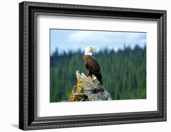 A Bald Eagle Perching on a Dead Tree Scans the Marsh of Bowron Lake-Richard Wright-Framed Photographic Print