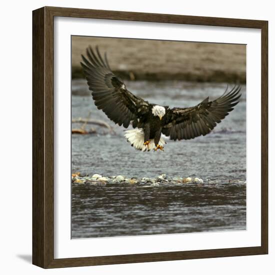 A Bald Eagle Swoops Down for a Landing While Looking for Fish-null-Framed Premium Photographic Print