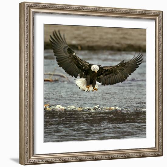 A Bald Eagle Swoops Down for a Landing While Looking for Fish-null-Framed Photographic Print