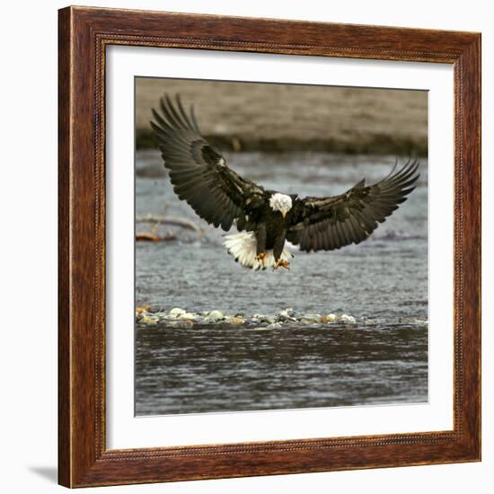 A Bald Eagle Swoops Down for a Landing While Looking for Fish-null-Framed Photographic Print