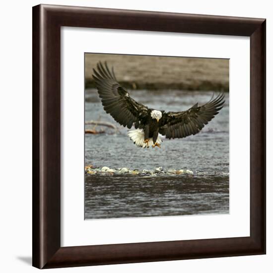 A Bald Eagle Swoops Down for a Landing While Looking for Fish-null-Framed Photographic Print