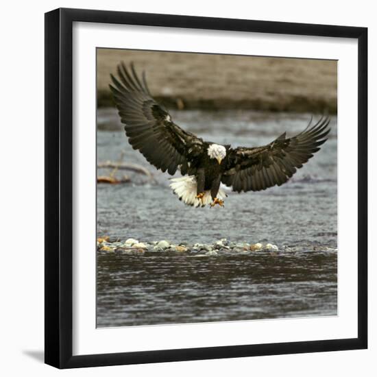 A Bald Eagle Swoops Down for a Landing While Looking for Fish-null-Framed Photographic Print