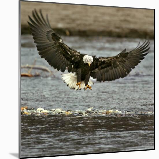 A Bald Eagle Swoops Down for a Landing While Looking for Fish-null-Mounted Photographic Print