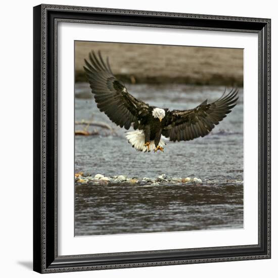 A Bald Eagle Swoops Down for a Landing While Looking for Fish-null-Framed Photographic Print