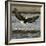 A Bald Eagle Swoops Down for a Landing While Looking for Fish-null-Framed Photographic Print