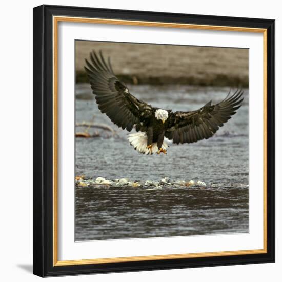 A Bald Eagle Swoops Down for a Landing While Looking for Fish-null-Framed Photographic Print