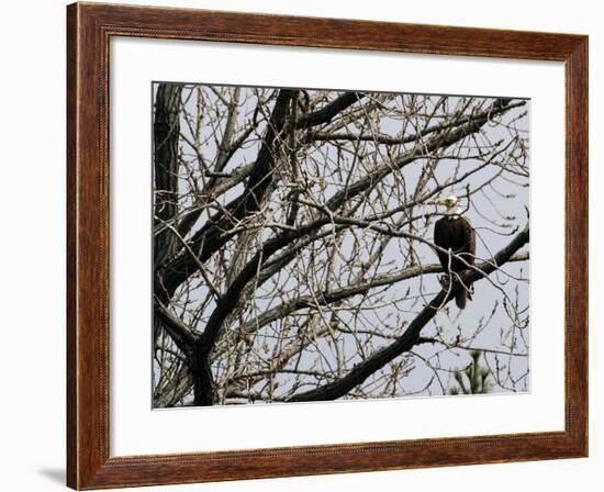 A Bald Eagle Takes a Break in a Tree Overlooking the Pentagon-null-Framed Photographic Print