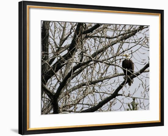 A Bald Eagle Takes a Break in a Tree Overlooking the Pentagon-null-Framed Photographic Print