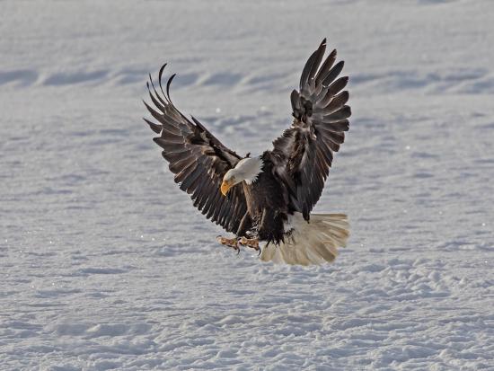 A Bald Eagle With Wings Up And Talons Extended Prepares To Land Photographic Print By Richard Seeley Artcom