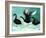 A Ballet of Black Swans, 2013-Nancy Moniz-Framed Giclee Print