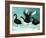 A Ballet of Black Swans, 2013-Nancy Moniz-Framed Giclee Print