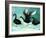 A Ballet of Black Swans, 2013-Nancy Moniz-Framed Giclee Print