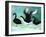 A Ballet of Black Swans, 2013-Nancy Moniz-Framed Giclee Print