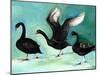 A Ballet of Black Swans, 2013-Nancy Moniz-Mounted Giclee Print