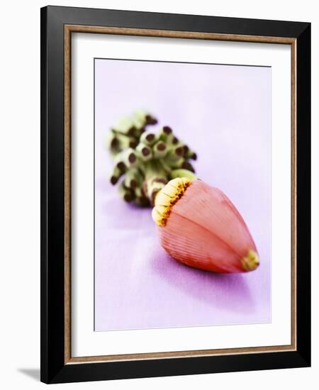 A Banana Flower-Armin Zogbaum-Framed Photographic Print