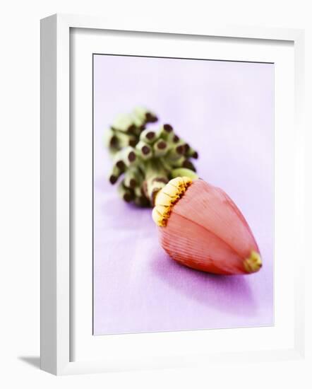 A Banana Flower-Armin Zogbaum-Framed Photographic Print