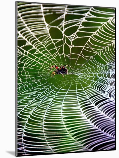 A Banana Spider's Web-null-Mounted Photographic Print
