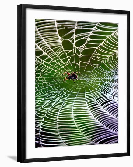 A Banana Spider's Web-null-Framed Photographic Print