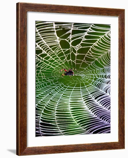 A Banana Spider's Web-null-Framed Photographic Print