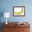 A Banana-Steven Morris-Framed Photographic Print displayed on a wall