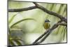 A Bananaquit Bird, Coereba Flaveola, Rests on a Branch in Ubatuba-Alex Saberi-Mounted Photographic Print